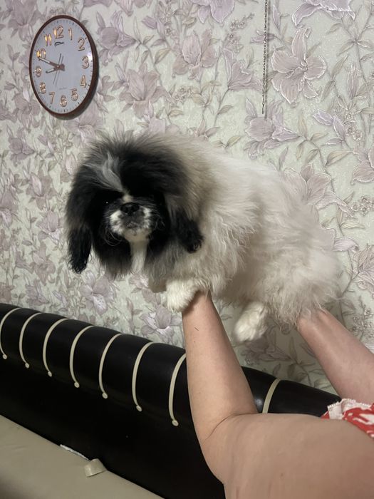 Девочка пекинеса