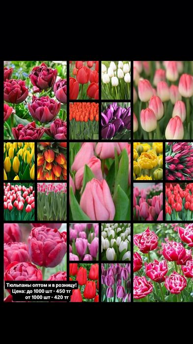 Тюльпаны в розницу и оптом! Гиацинты!