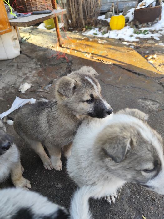 Отдам звоночков бесплатно