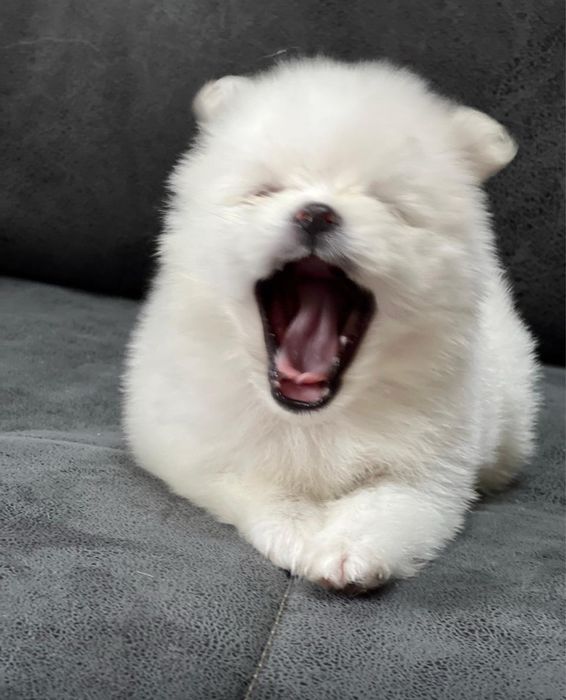 Бронирование Щенков шпица