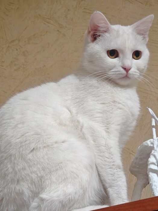 Кошечка в добрые руки! Срочно!