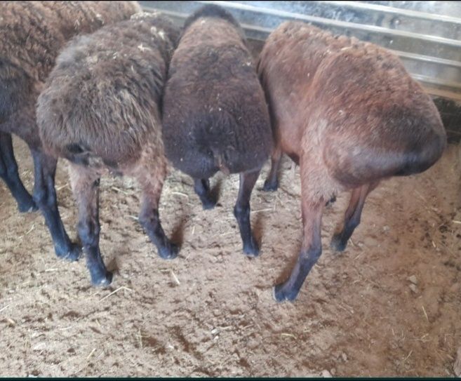 Кои токты бар сатылатын