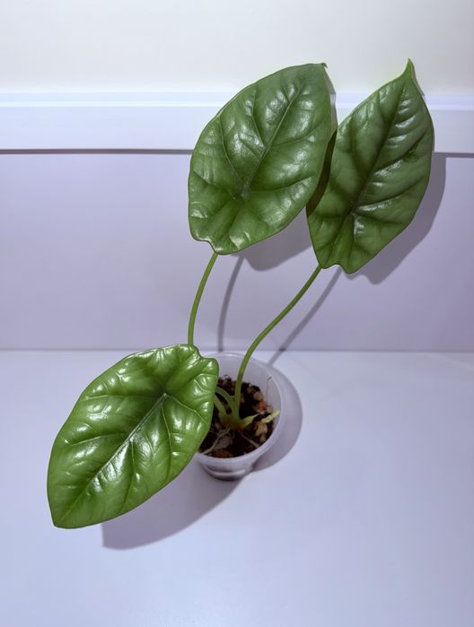 Алоказия, комнатные растения, комнатные цветы