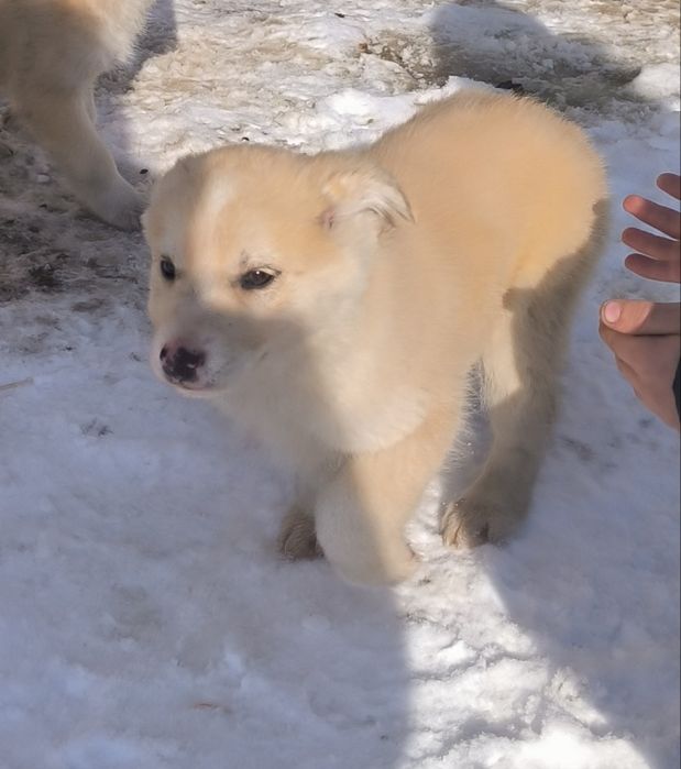 Отдам щенков 3 месяца