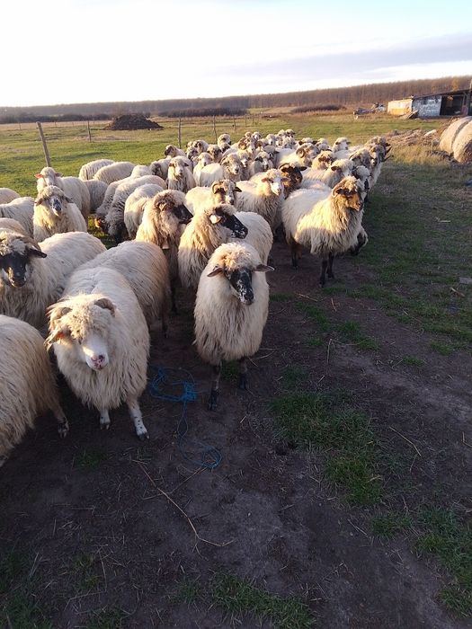 Oi țurcane de vânzare