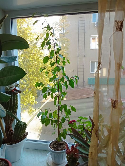 Продам большой Фикус