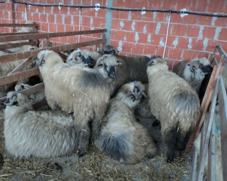 Vand oi si miei de rasa