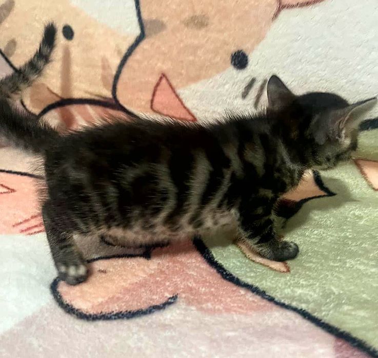 Бенгальские котята