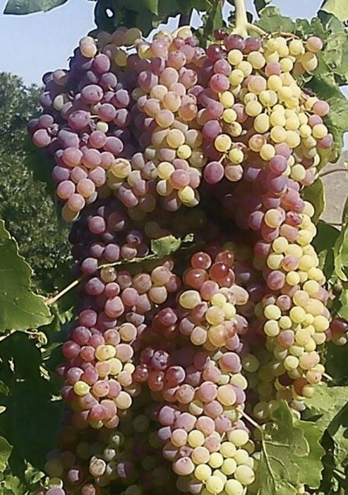 Strugrui de vin 2026