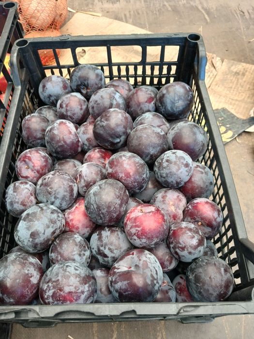 Prune pentru tuica
