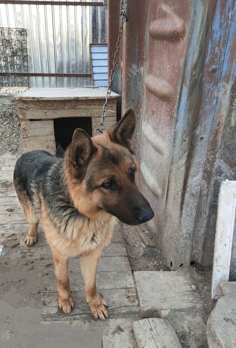 Продажа немецкая овчарка