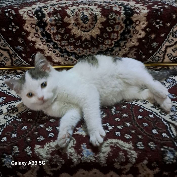 Отдам даром красивых и здоровых котят.