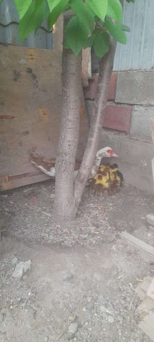 Продаётся индоутка