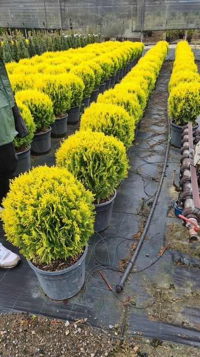 Plante glob, tuia, buxus, euonimus, photinia etc