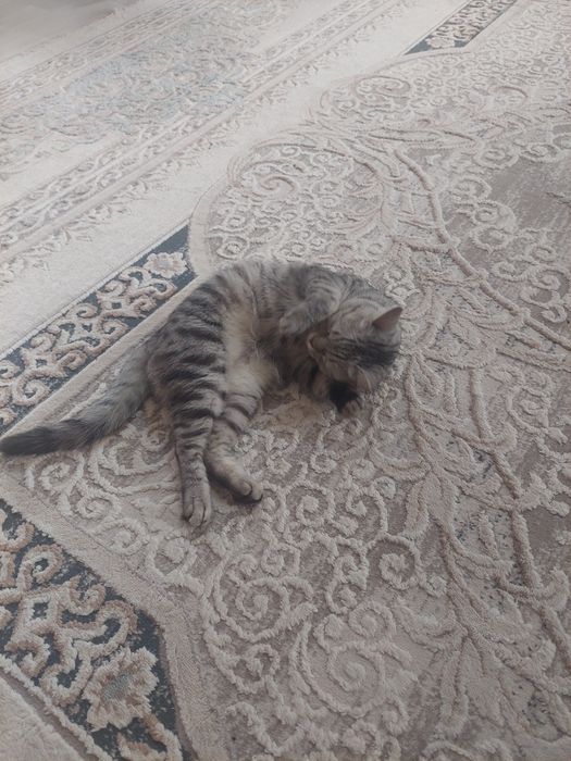 Отдам хорошие руки