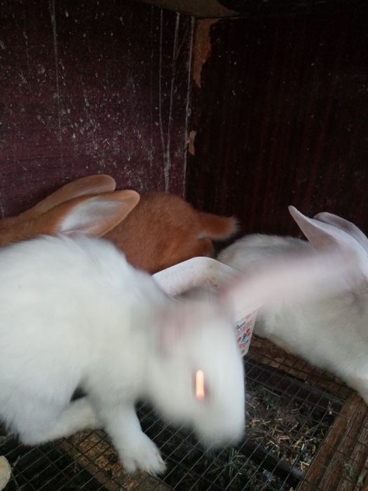 Бургон 3 айлық көжек тер