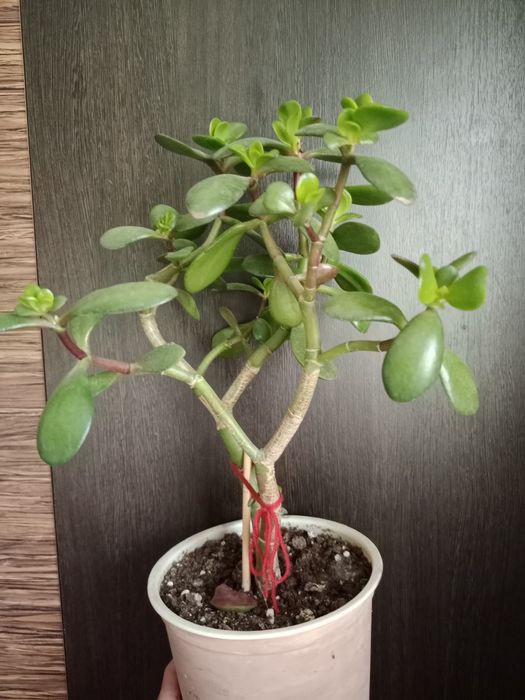 Денежное дерево  толстянка