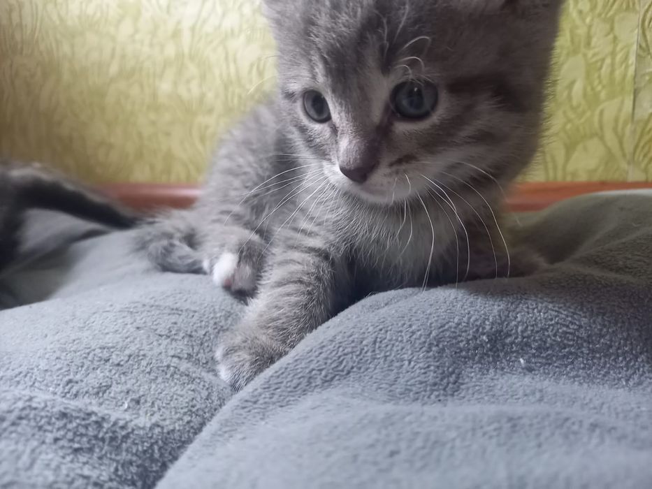Котята отдам в добрые руки