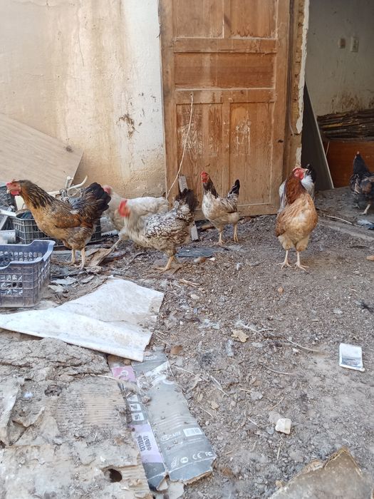 Тауық шаруашылығы