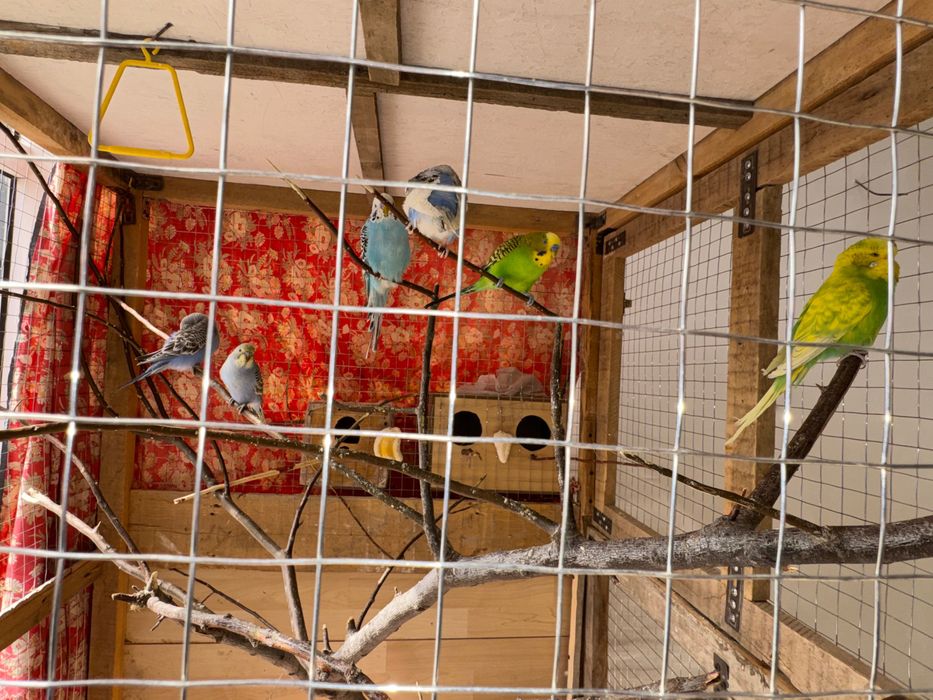 Папугай волнистый