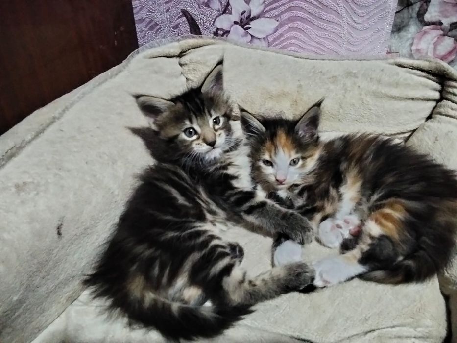 Котята Мейн-куна