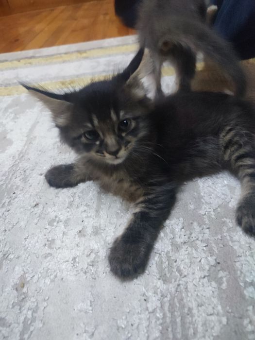 отдадим котят в добрые руки