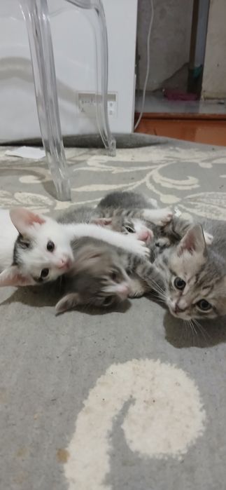мысық котята кошка