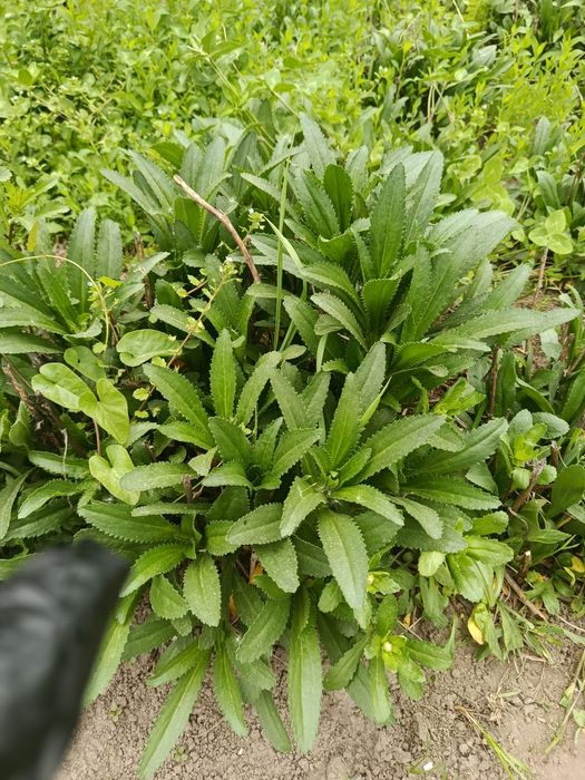 Продам большие кусты крупной белой помашки
