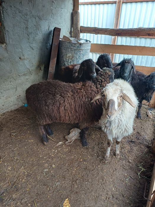 Еркек токтылар сатылады