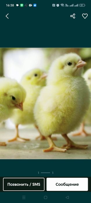 Продам Бройлеров цеплят