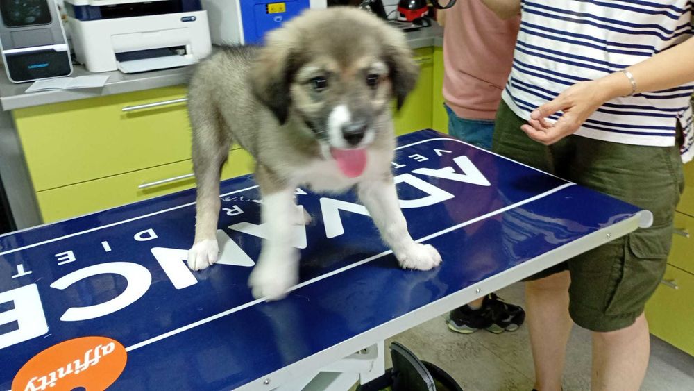 Ofer spre adoptie catelusa 2,5 luni talie medie, oriunde in tara.