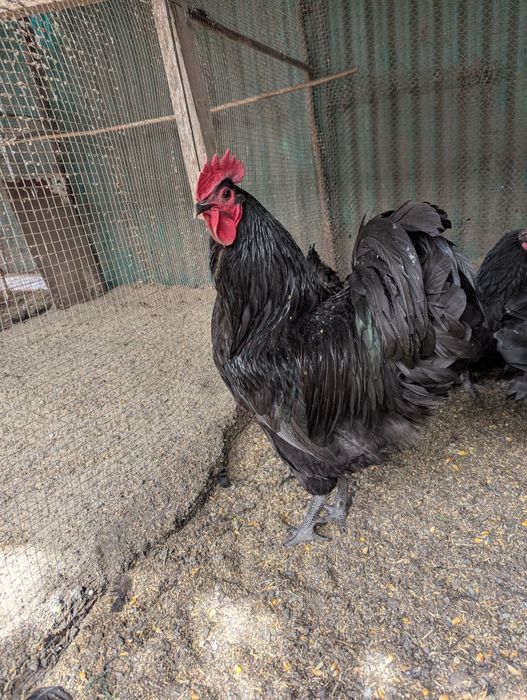Găini și cocoși de rasă