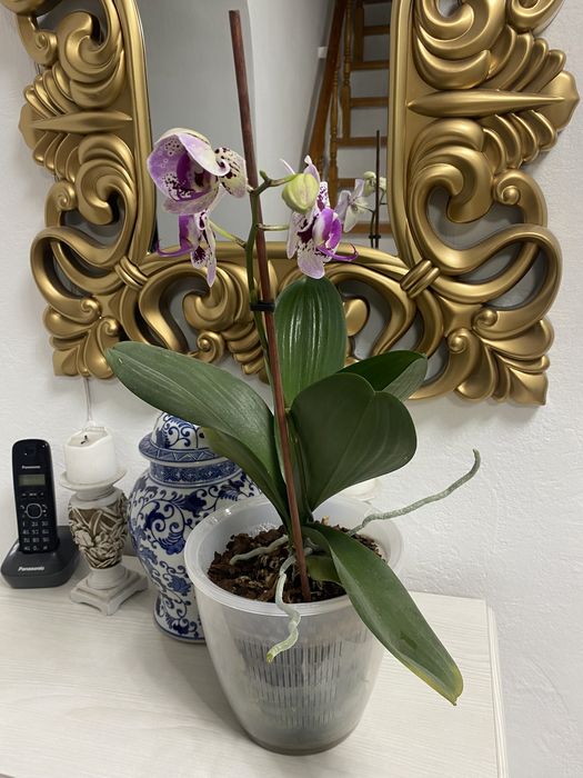 Орхидея фаленопсис
