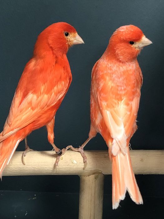 Канареки пара Турция