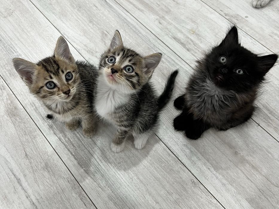 Отдам котят в добрые руки!