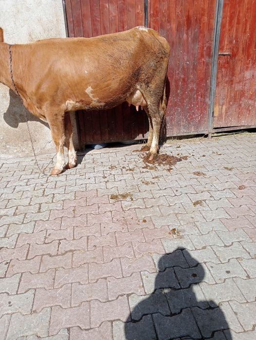 vand juninca de doi ani