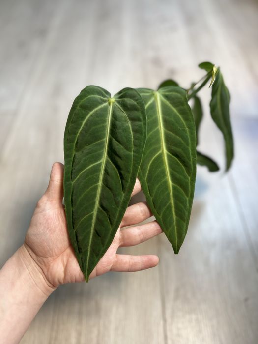 Антуриум Вилленаорум