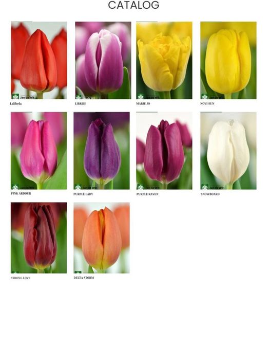 Тюльпаны к 8 марту