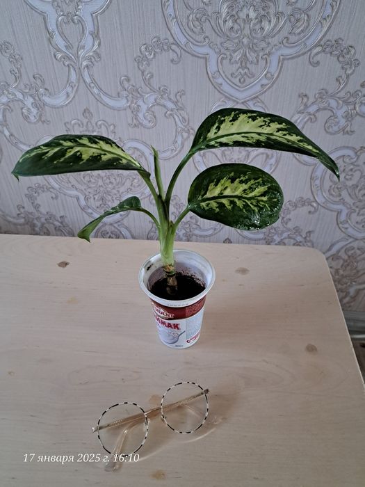 Продам цветок Диффенбахия