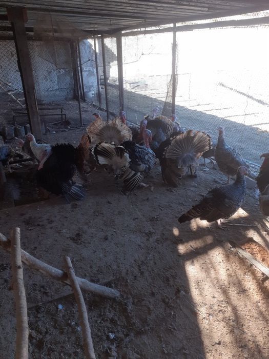 Индюков на племя