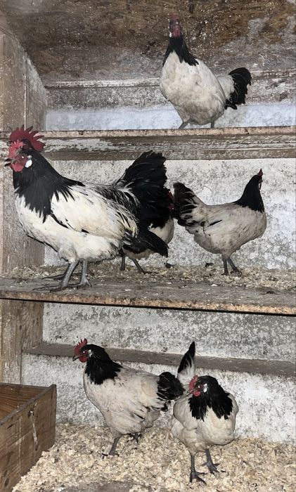 Perechi Gaini Lakenvelder