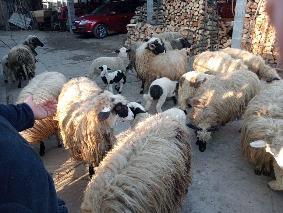 9 oi cu miei mai multe detalii la telefon