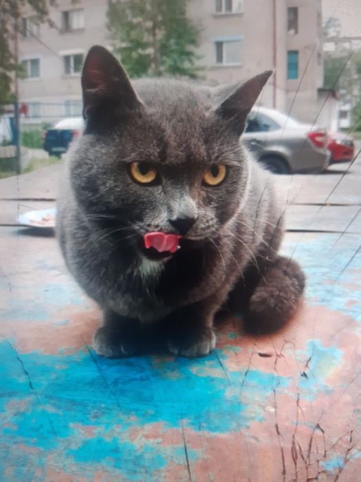 Кошек стерилизованых в ДОБРЫЕ руки!