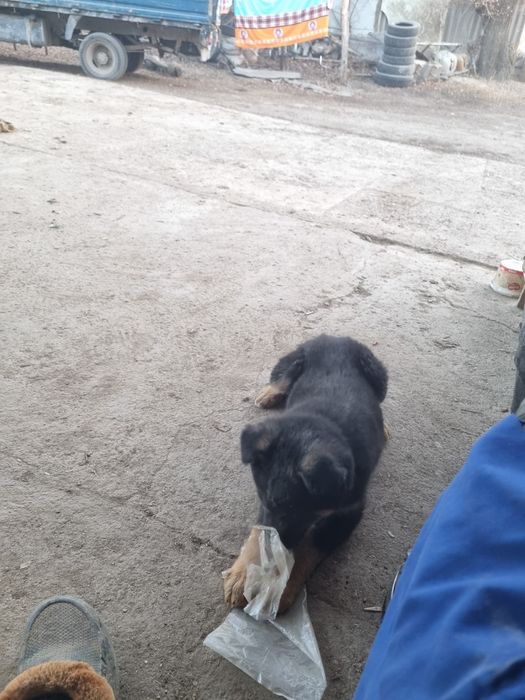 Овчарка немецкий