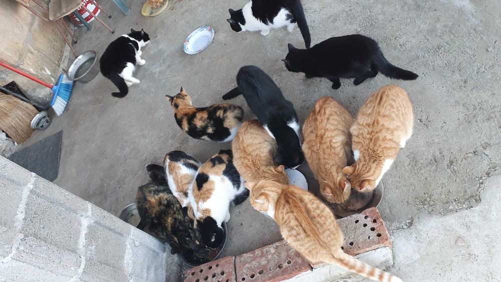 Черна котка на 6 мес. търси дом