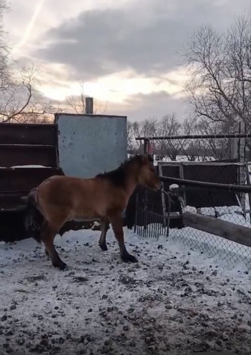 Мұғалжар жабағы сатылады