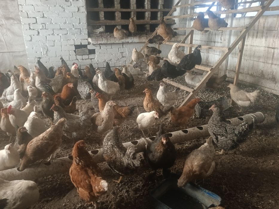 Домашний куры несушки