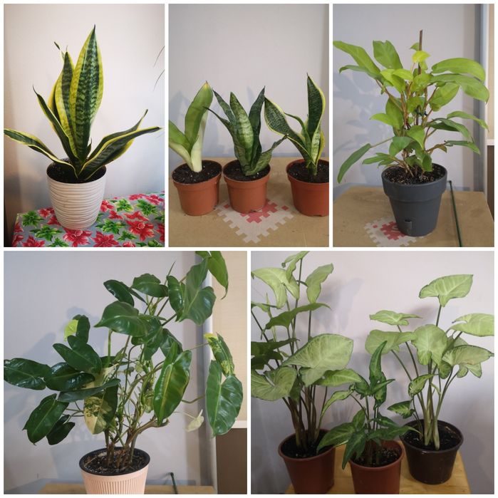 Комнатные растения