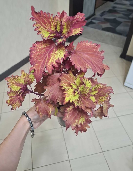 Колеусы вегетативные, семенные