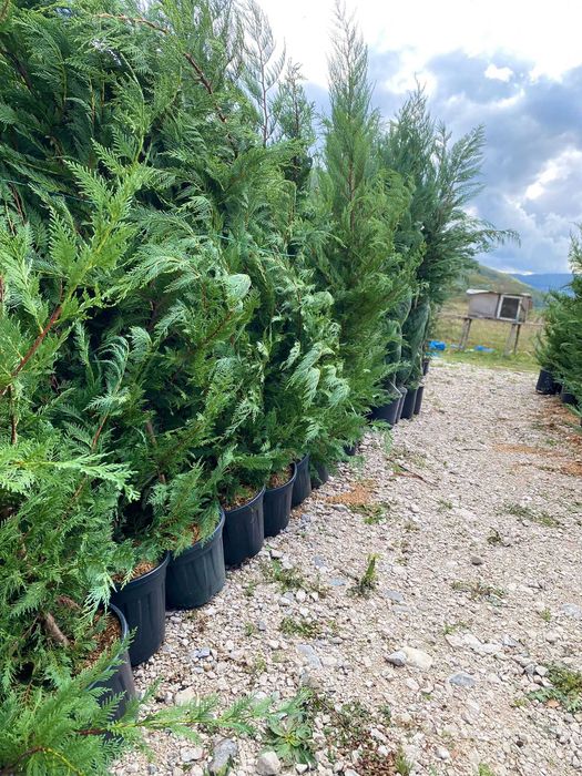 Transformă-ți Curtea cu Leylandii – Calitate Extra și Montaj Inclus